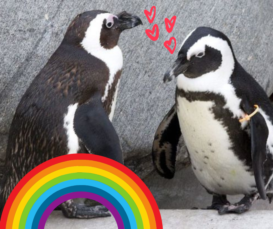 Kaksi pingviiniä kasvokkain, piirrettyjä sydämiä ja sateenkaari.